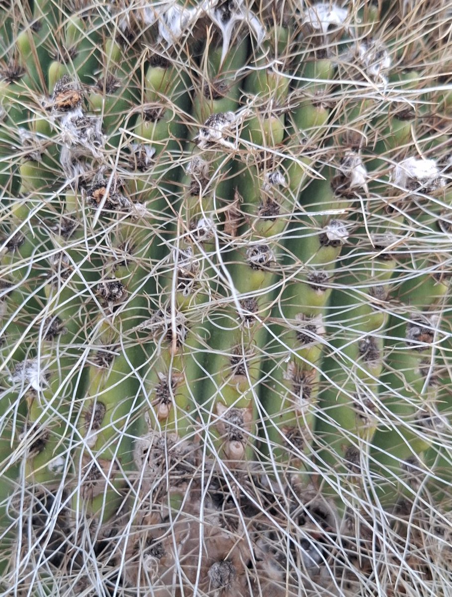 T_Agu1lar's tweet photo. #Taxojueves de #cactaceae
Esta es Lobivia formosa, le suelen decir Pasakana también. Es un endemismo Argentino-Chileno. Acá se distribuye en las provincias de Catamarca, La Rioja, Mendoza y San Juan. Este ejemplar media 1,70 m aprox. (En el Salto, Mendoza) https://t.co/IvhdFR7gNZ