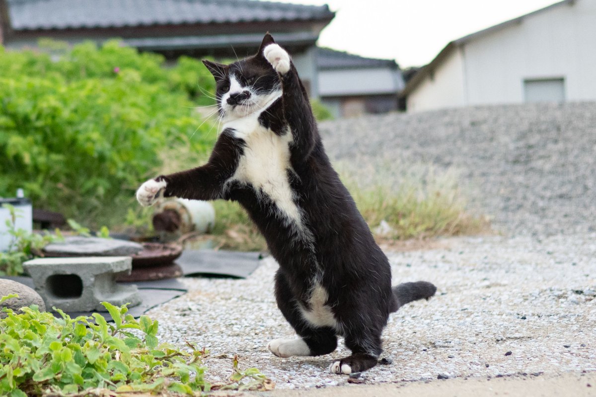 sakata_77's tweet photo. 10年来撮り続けてる猫なんだけど完全に
「この時代に老いぼれを見たら『生き残り』と思え」
を地で行く奴になってきてる https://t.co/GeOT6kE47m