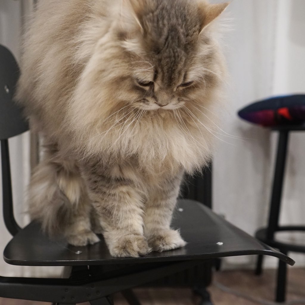 わたあめよっとページ わたあめ (@wataamedetyuyo) / Posts / X