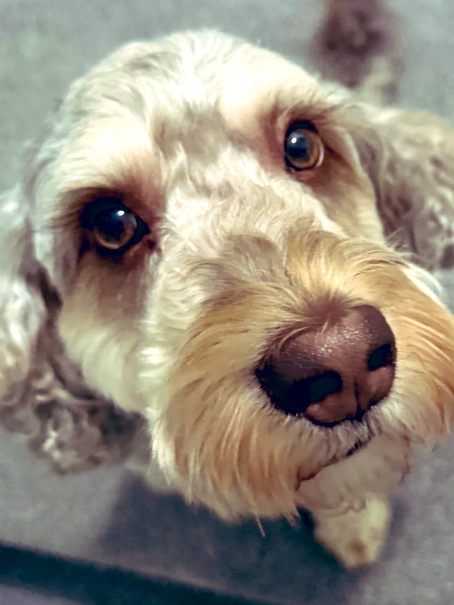 Dave the Doodle Dog 🐾 tweet media