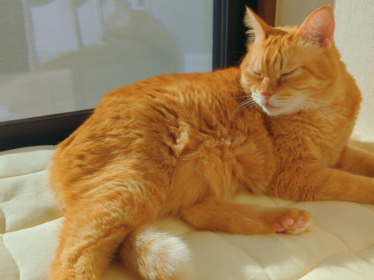 類🐱 (@ruuiruiruirui) / Highlights / X