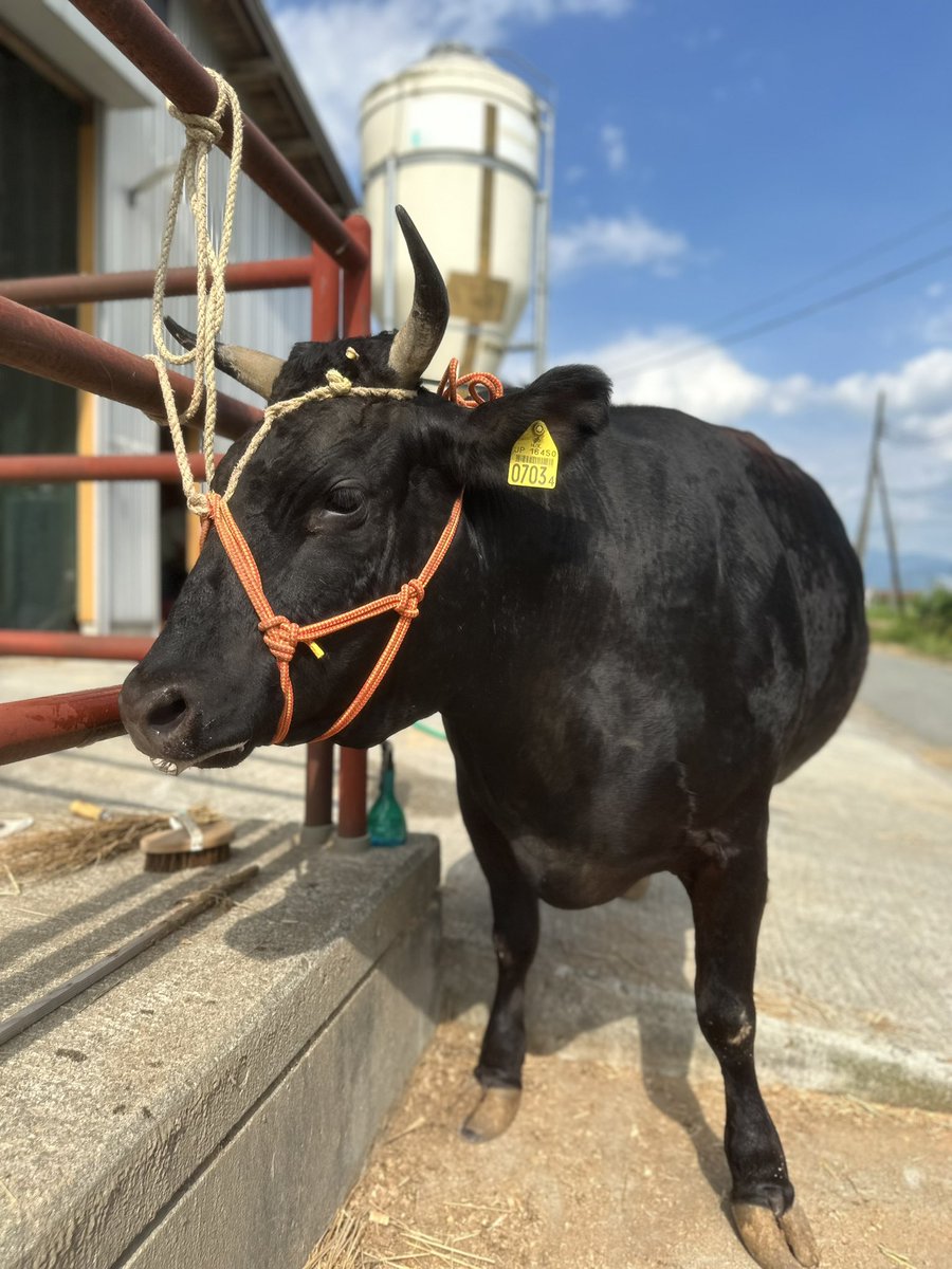 ゆうすけ tweet media