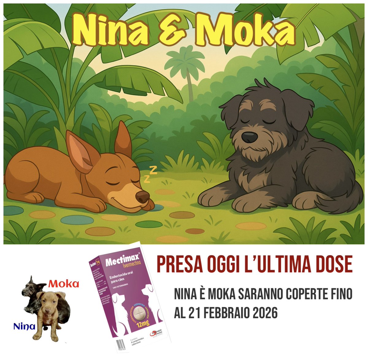 Presa ultima dose do Mectimax Ivermectina. Nina e Moka saranno coperte fino al 21 Febbraio 2026.
#viralata #meupet #pittbul #cachorro #imieicani