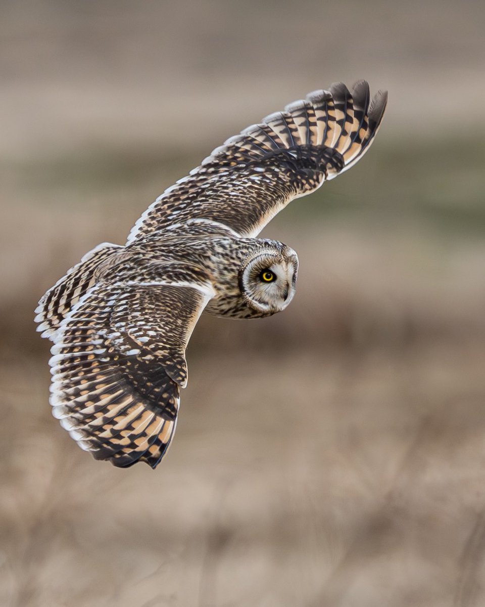 むぎ (@mugimugi_z) / Posts / X