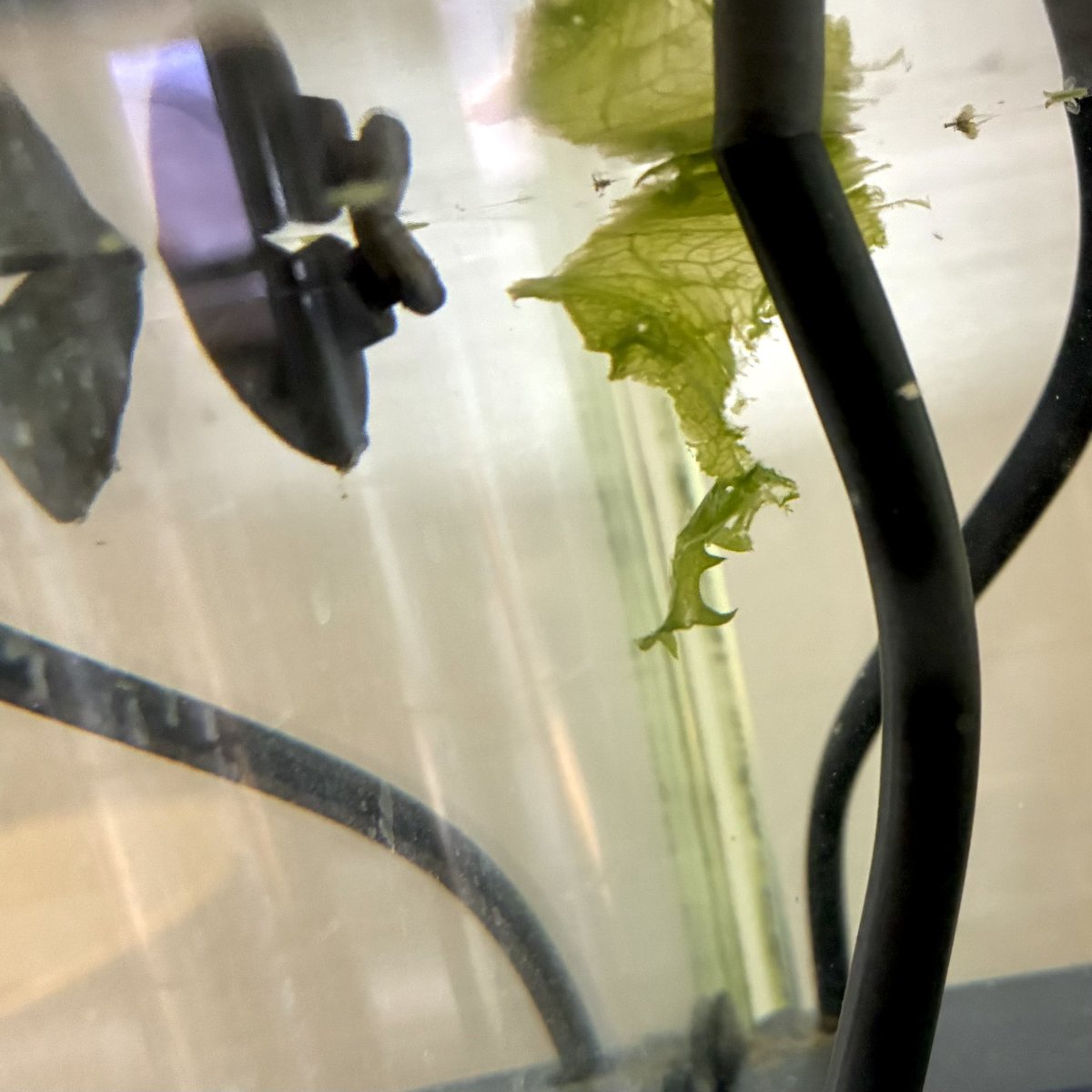 無事に出た！！💩
#PangshuraSylhetensis