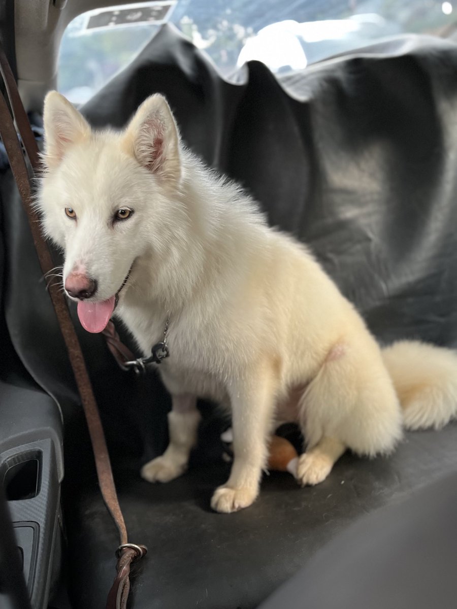 Mía ya va rumbo a su nuevo hogar.
El gran día llegó y no podemos estar más felices. 🧳🐾
Además, en la estética le regalaron el peluche que tanto le gustó,la más consentida. 🥰

Gracias a todos los que fueron parte de su camino.
Les seguimos contando… 💫🐶