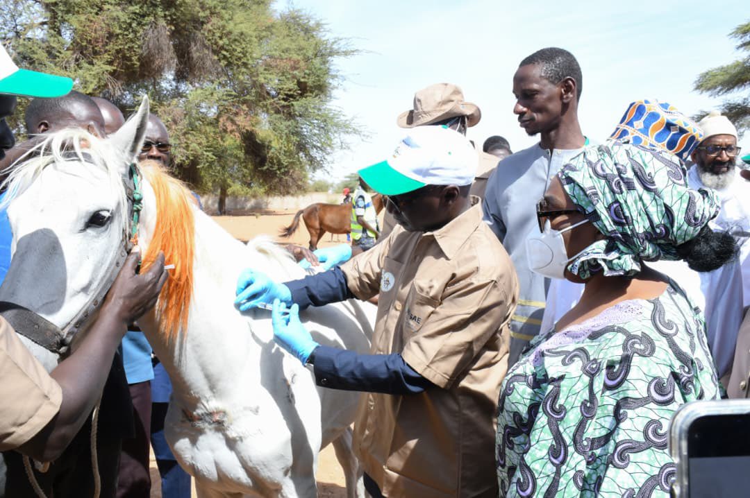 Ministère de l'Agriculture et de l'Elevage - MASAE tweet media