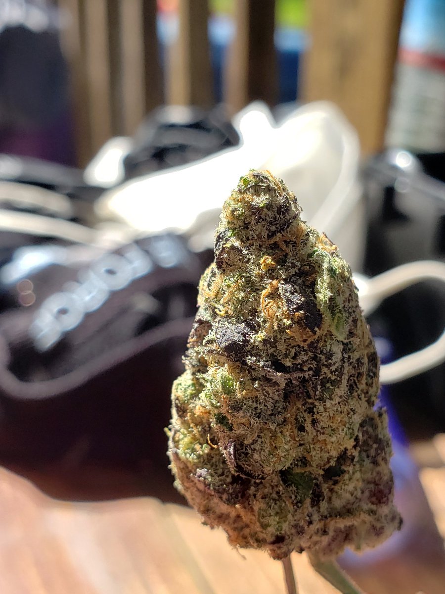 SynergyEsoteric's tweet photo. Live love cannabis #cannabis https://t.co/TZt3G5N7xJ