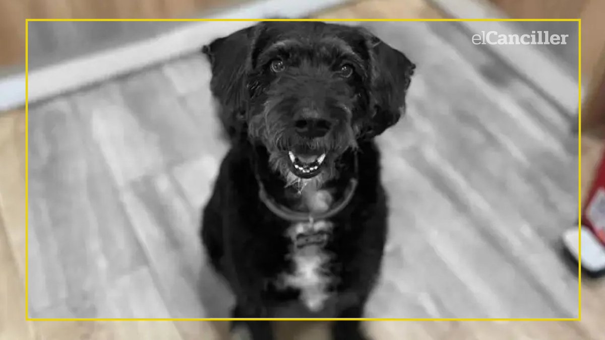elcancillercom's tweet image. [AHORA] En España, revelaron la estrategia que usaron para encontrar a "Boro", el perro que se había escapado del choque de trenes en Adamuz: un vecino llevó a su mascota, que estaba en celo, y el animal apareció a los 5 minutos.