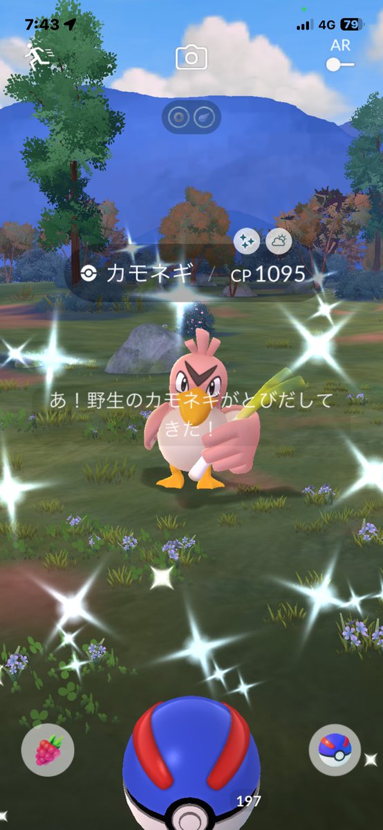 mainichgo46's tweet photo. やっと　やっとお迎えできました🤣
カモネギイロチ GETだぜ👊
#ポケモンGO https://t.co/bem2wur0UN