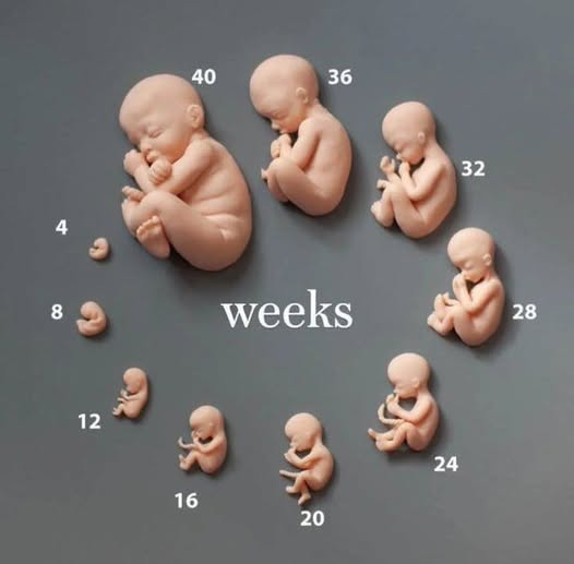 40 semanas. 280 días. Cada segundo, la vida avanza en el milagro de su formación. Desde las primeras semanas hasta el último latido antes de nacer, ya es un ser humano completo, único e irrepetible.
#SiaLaVida