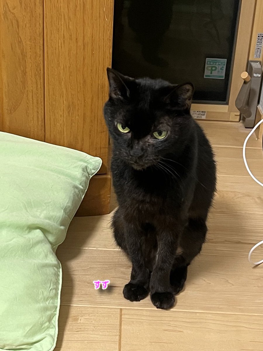 にゃん太郎 (@nyannyan__taro) / Posts / X