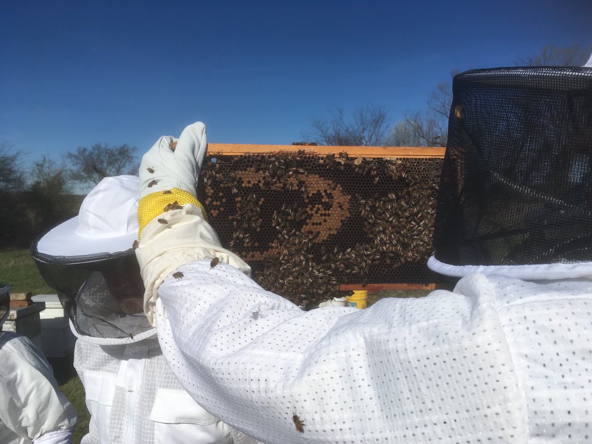 MABABeekeepers's tweet photo. What does it all mean?!?!? Learn more about Hive Inspections this Saturday.  Learn more and RSVP at https://t.co/JN3f6HyubC 
#hiveinspection https://t.co/VWfBN0tqxK