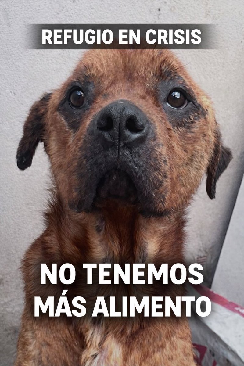OMFA_Refugio's tweet image. ⚠️Estamos en crisis⚠️
 No tenemos más alimento 😭 

Necesitamos ayuda urgente mañana ya no hay que darles de comer a más de 90 perros!! 

📍Alias Mercado Pago: Omfamoreno 
📍Alias Banco Nacion: Omfitas 
📍PayPal: OrgMiFielAmigo 
✔️Cuentas a nombre de Yanina Vanesa Dalinger