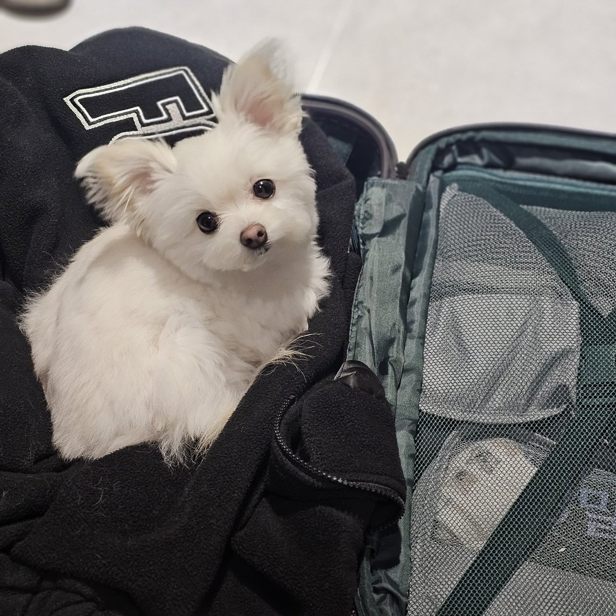 넌 못가 ...ㅠㅜㅜ ㅜㅠㅠ