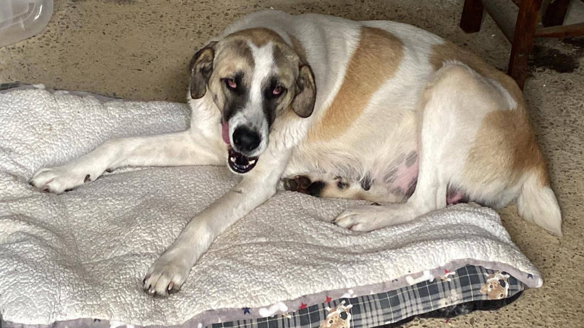 Mientras se buscaba a #Boro en la zona cero la encontraron,no se sabe si era de alguien del tren,la llaman Niebla  está embarazada,Ahora toca buscarle
 una protectora que la cuide hasta que llegue la adopción para sus cachorros y su mamá #Cordoba
+34 614 76 93 54 contacto