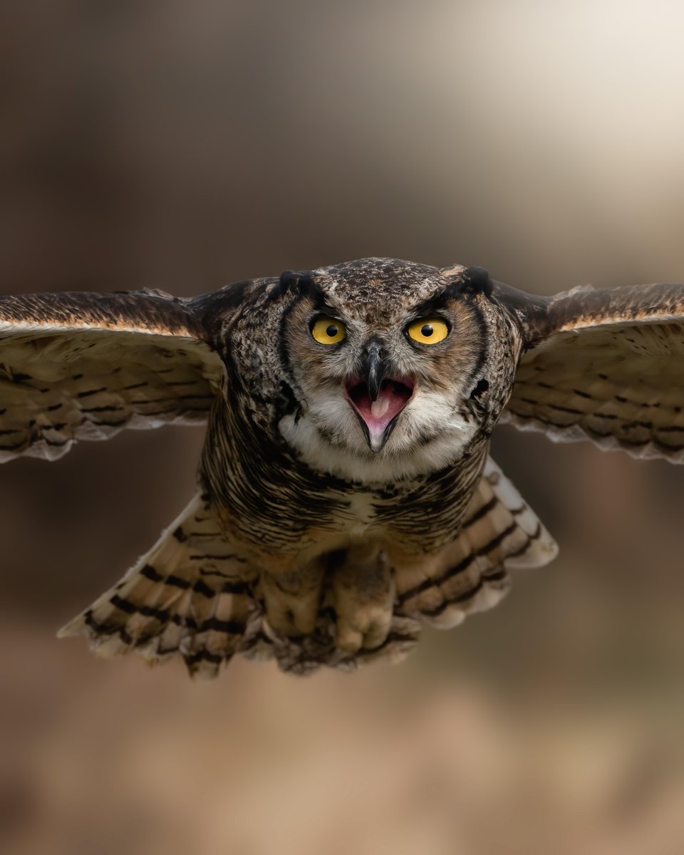 Adobe Lightroom tweet media