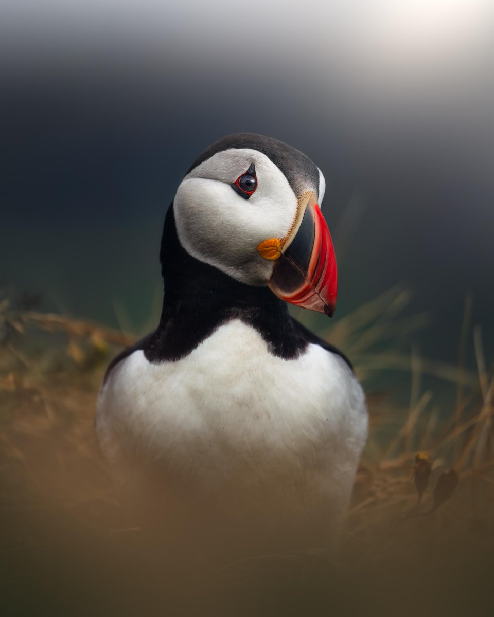 Adobe Lightroom tweet media