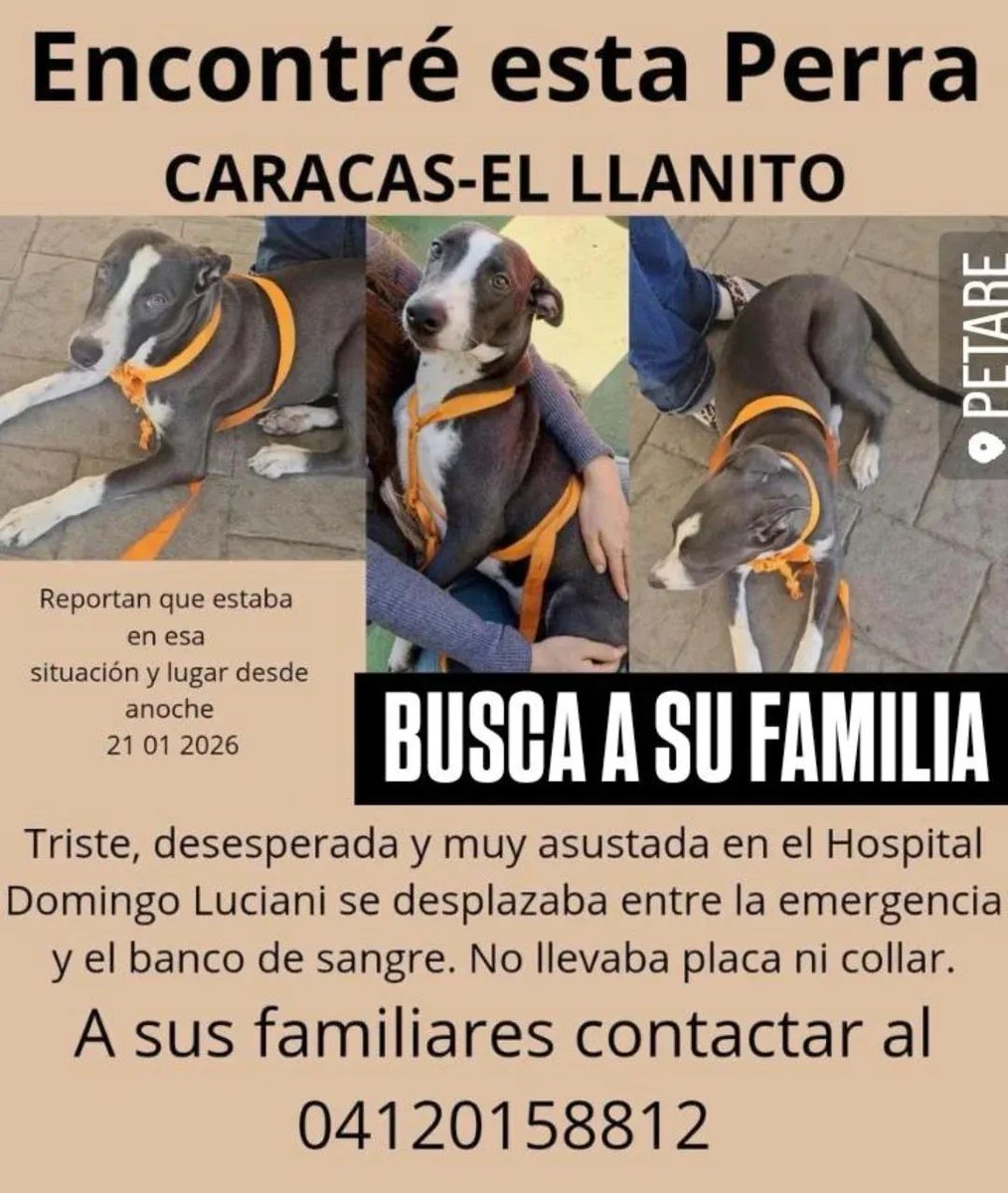 PerroUsuario's tweet image. Se presume está EXTRAVIADA. Busca a su familia humana