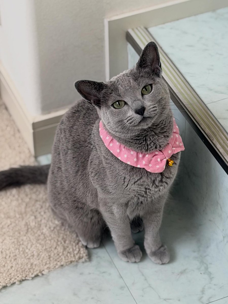 LisaLisa200601's tweet image. おはニャン😺😺

#ねこ
#ロシアンブルー
#リサリサとリリー
#ねこのきもち