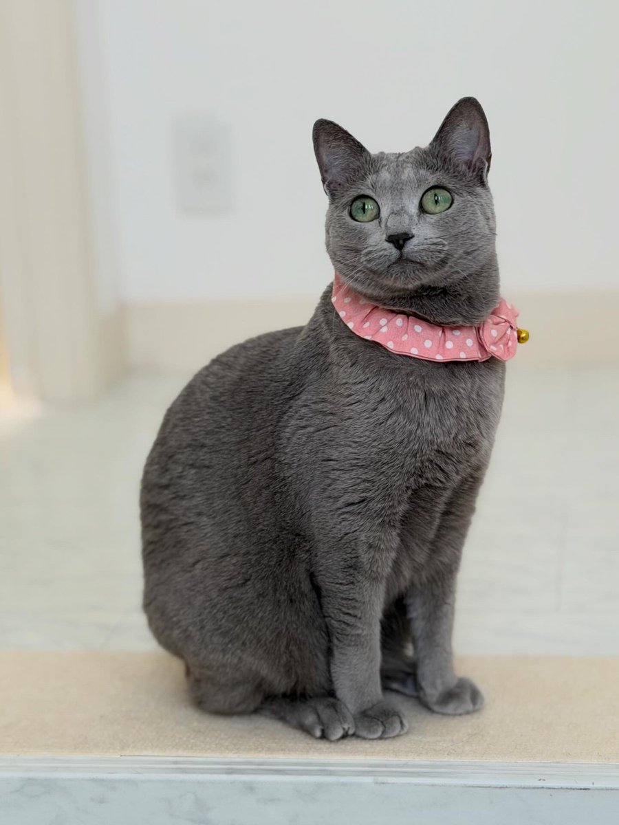 LisaLisa200601's tweet image. おはニャン😺😺

#ねこ
#ロシアンブルー
#リサリサとリリー
#ねこのきもち