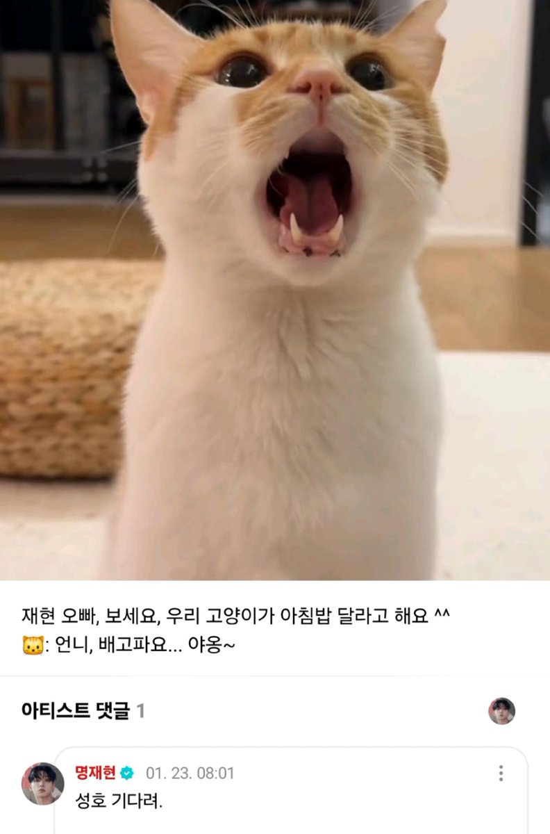 260123 위버스 댓글
🚪 재연 오빠, 보세요, 우리 고양이가 아침밥 달라고 해요 ^^
🐱 언니, 배고파요... 야옹~
🐶 성오 기다려.