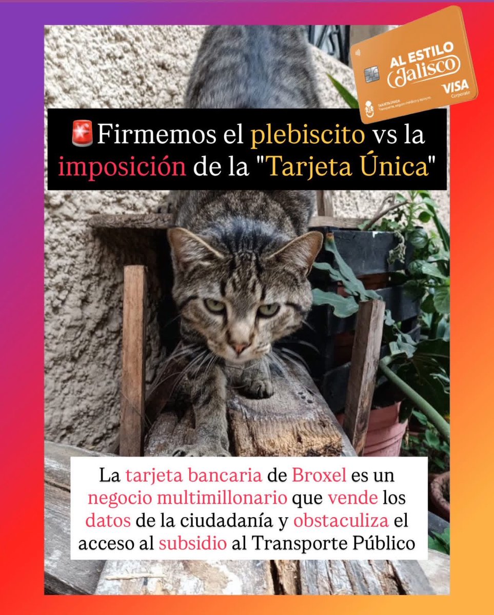 GatitosVsDesig's tweet image. Miau. Lanzaron otro instrumento de participación ciudadana contra el Tarifazo en Jalisco, específicamente contra la imposición de la tarjeta bancaria Broxel para acceder al subsidio del transporte público. Sino accedes, pagarás casi 50% más que en 2025. Se firma acá:…