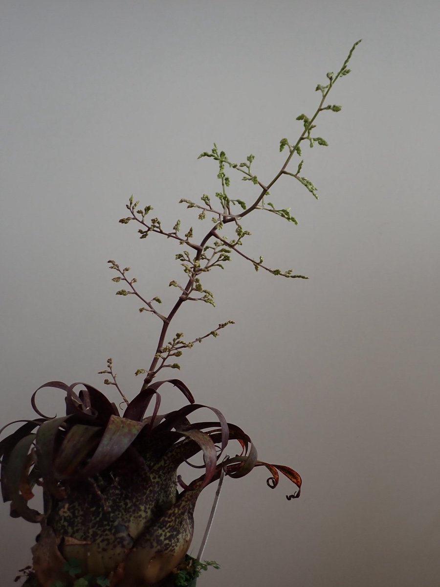 バイ穴 (@bahi_fp) on Twitter photo 