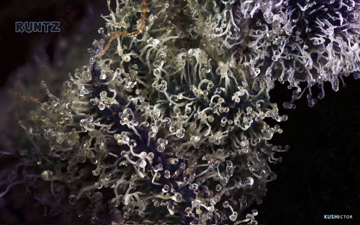 kushectoronto's tweet photo. Runtz by #FlawlessBC ... photo taken July 2021 https://t.co/RKg38ccuLJ