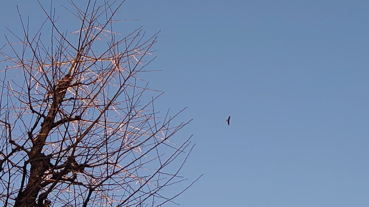 新宿の雑居ビル群上空を旋回しながら滑空するトンビ。山間の崖地に棲息している印象だけどこんな都市にも進出しているのだなあ。幹線道路脇に連綿と建ち並ぶ中層ビルは渓谷と同じ環境なのかもと思った次第。