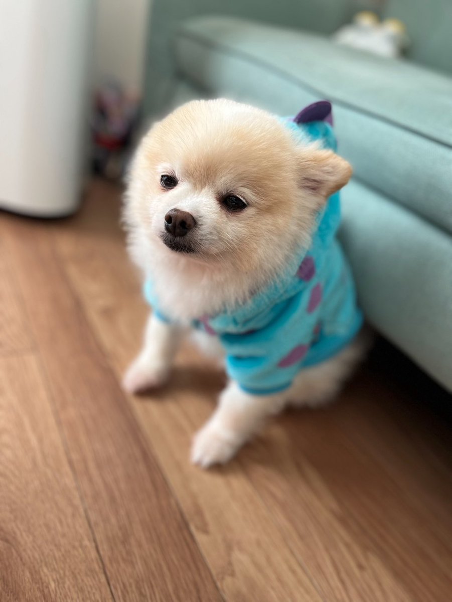 ぽんすけ大先生 (@yuyuyuyumee) / Highlights / X