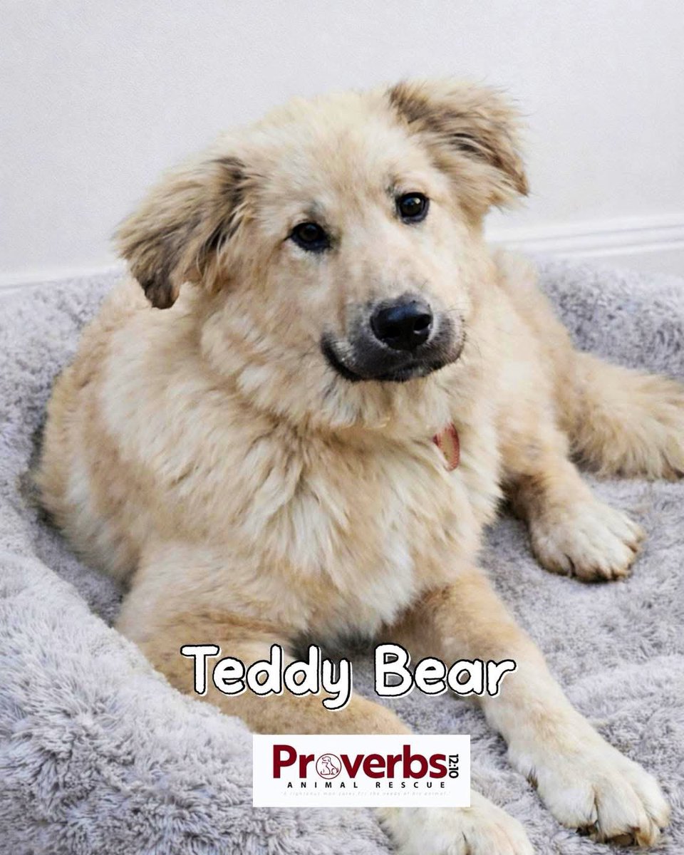 TNProverbs1210's tweet image. Teddy Bear. The Mae and Gus fit this boy so well. He’s just a laid back guy looking to be loved for the rest of his life. 

proverbs1210rescue.org/animals/detail…