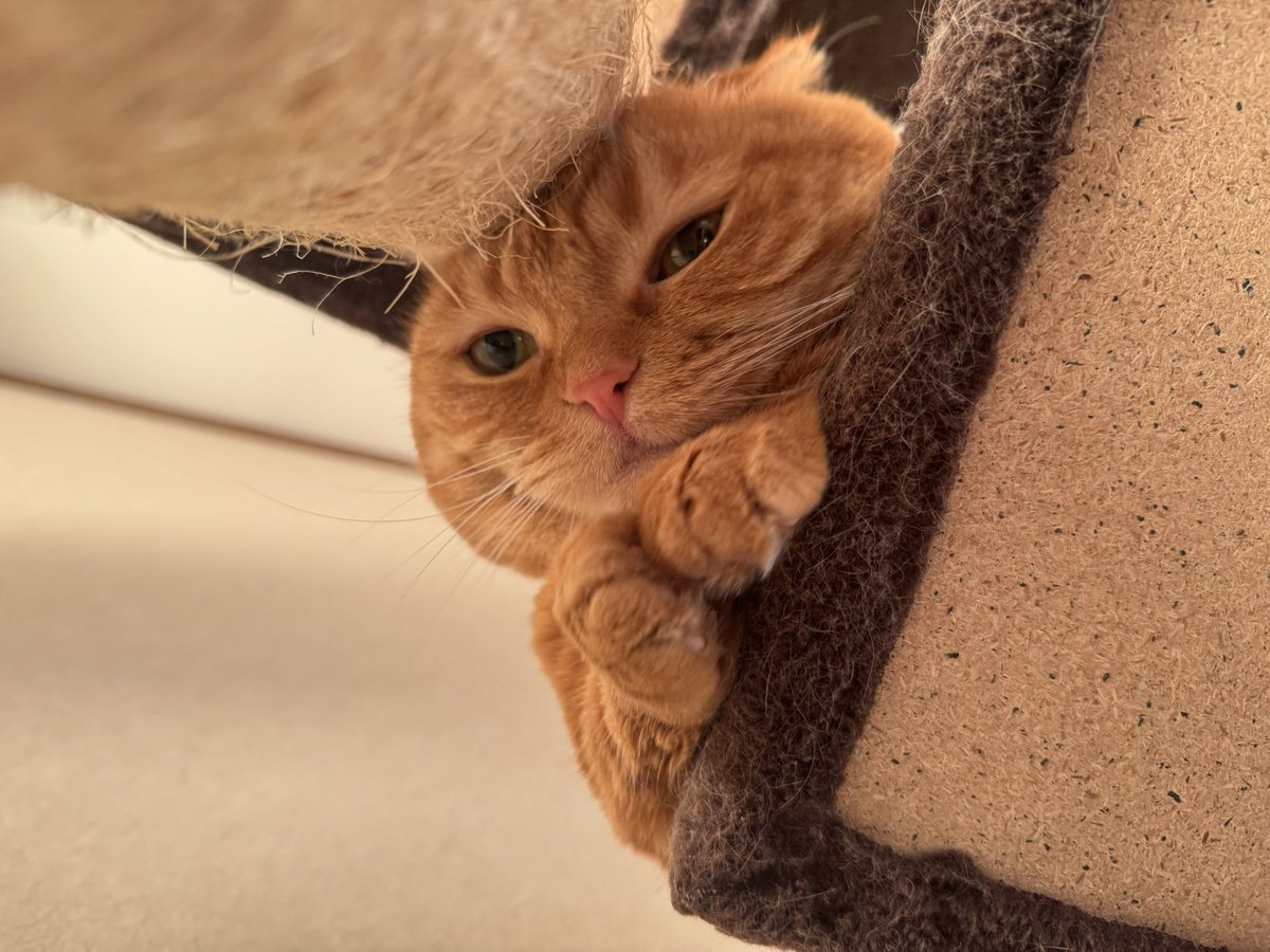 hinako_munchkin's tweet photo. コッソリお姉ちゃん猫ストーカー中🥺 https://t.co/Tft1zvbUV8