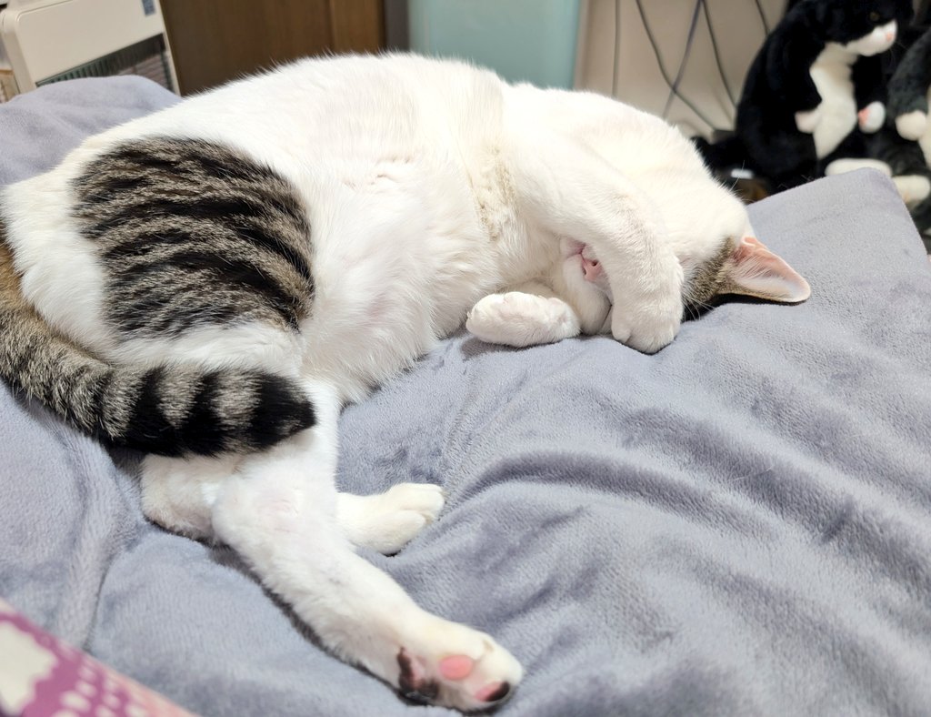 ゆり𑁍🐼𑁍🐯通販中 (@muimui_yuri) / Posts / X