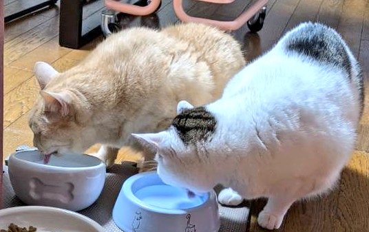 ゆり𑁍🐼𑁍🐯通販中 (@muimui_yuri) / Posts / X