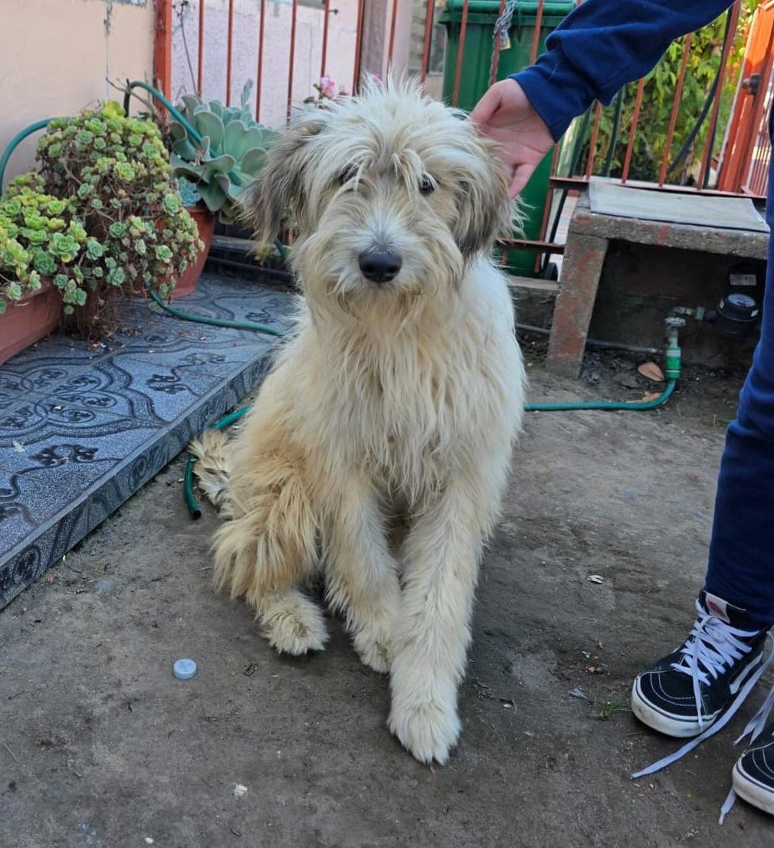 Este perrito fue encontrado en el sector de La greda en la comuna de Penco. Si lo reconoces, comunícate al +56978985864. Favor RT por si su familia lo está buscando!
#Penco