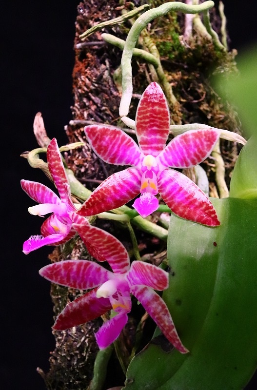 NK】 (@nknk81191345) / Posts / X