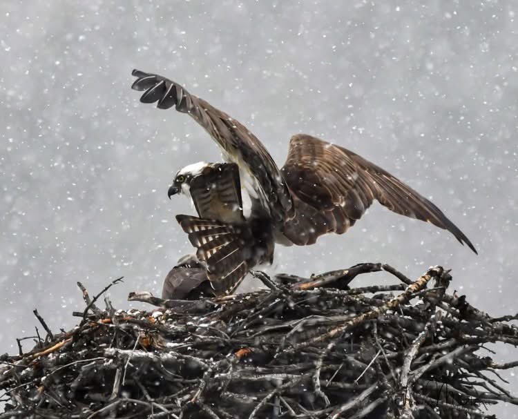 Some of Iris and Louis in 2023.  Mostly from April time frame. At the Missoula Montana Hellgate nests. <a href="/HellgateOsprey/">Hellgate Osprey</a> #ClarkForkRiver #Missoula