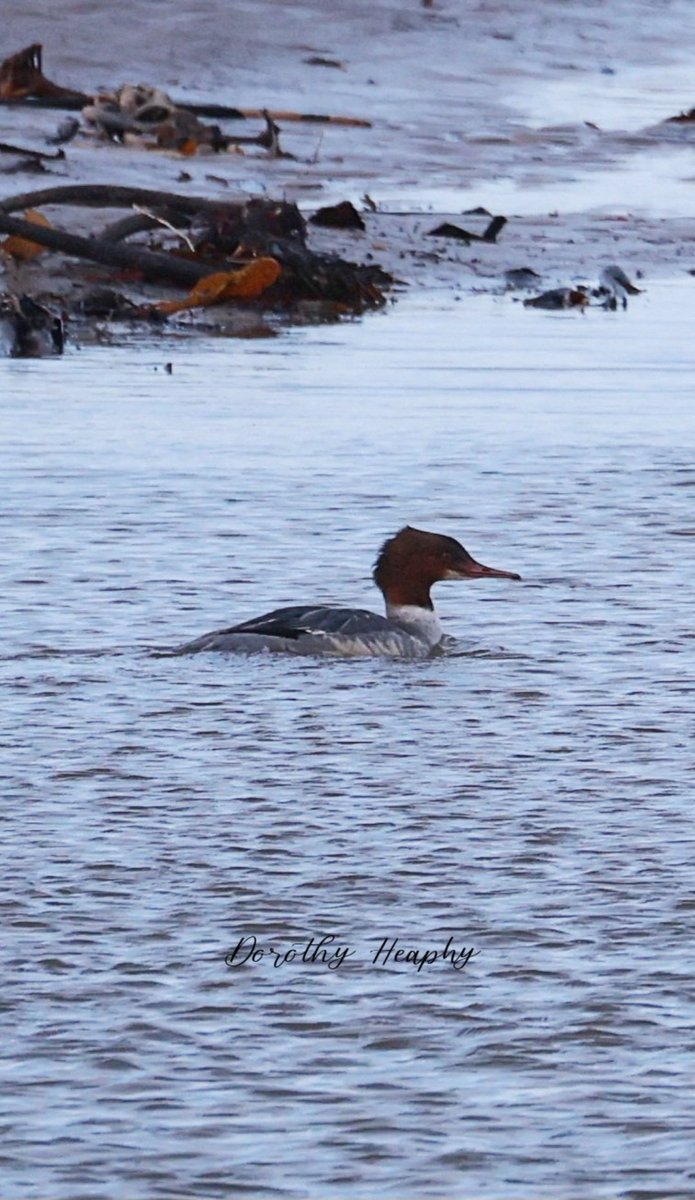 Heavily cropped shot of the Goosander at Pilmore on Thursday.
