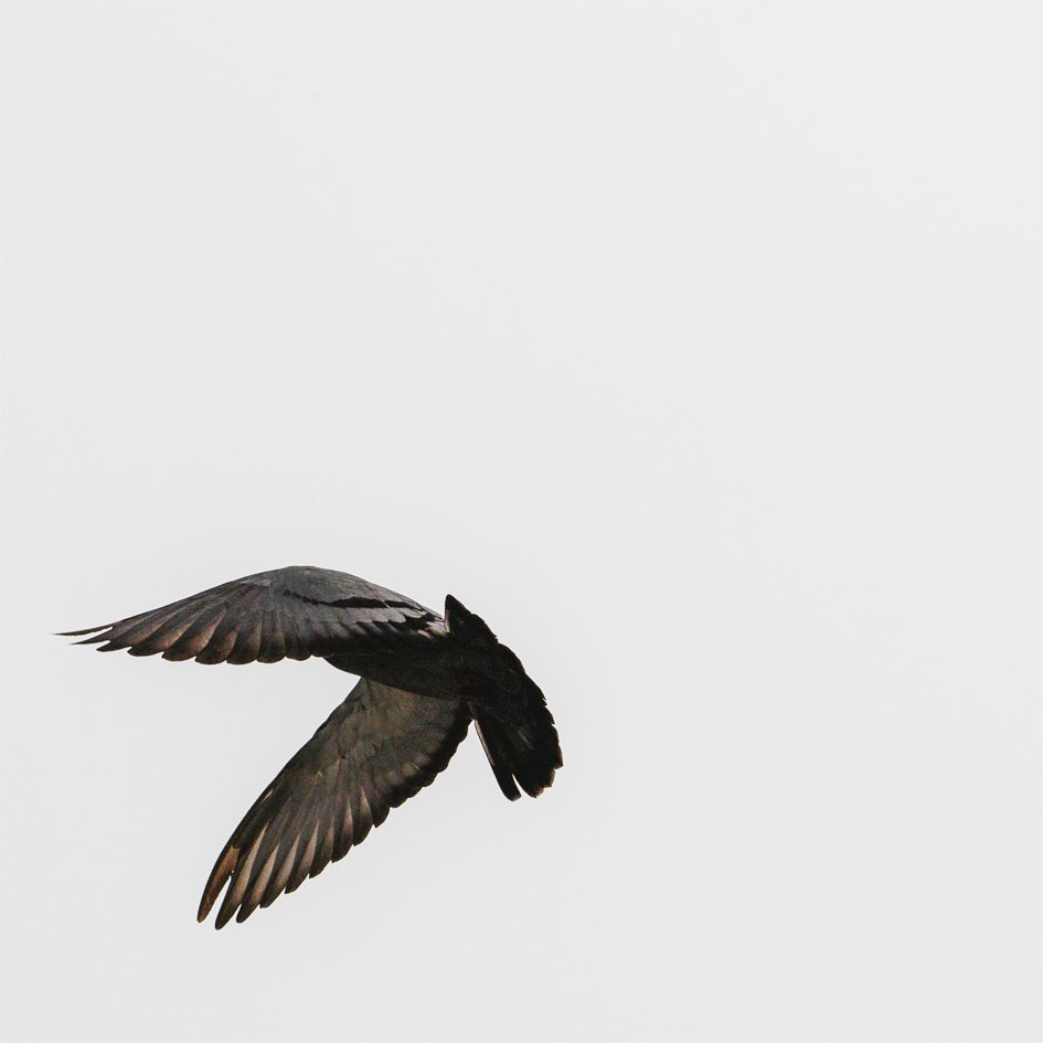 本日17時より熊本シティFM <a href="/SerenaSerata/">SERENA SERATA</a> に出演します。主にアジア音楽を紹介するレギュラーコーナー #SOUNDofAFTERGLOW です。

特集は韓国のシンガー・ソングライター、ルシッド・フォール（Lucid Fall）。最新アルバム『Elsewhere～ここではないどこか』を紹介します！

jcbasimul.com/kumamotocityfm