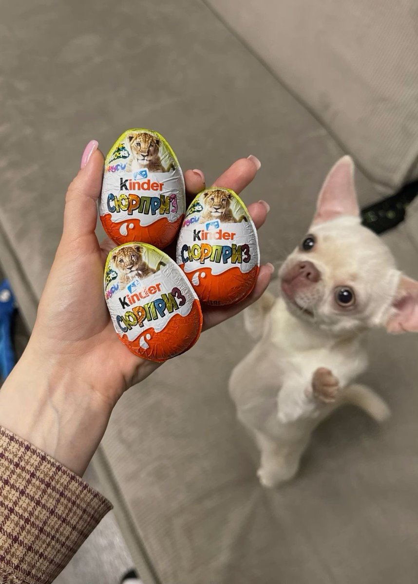 💖 (@twaniimals) on Twitter photo 