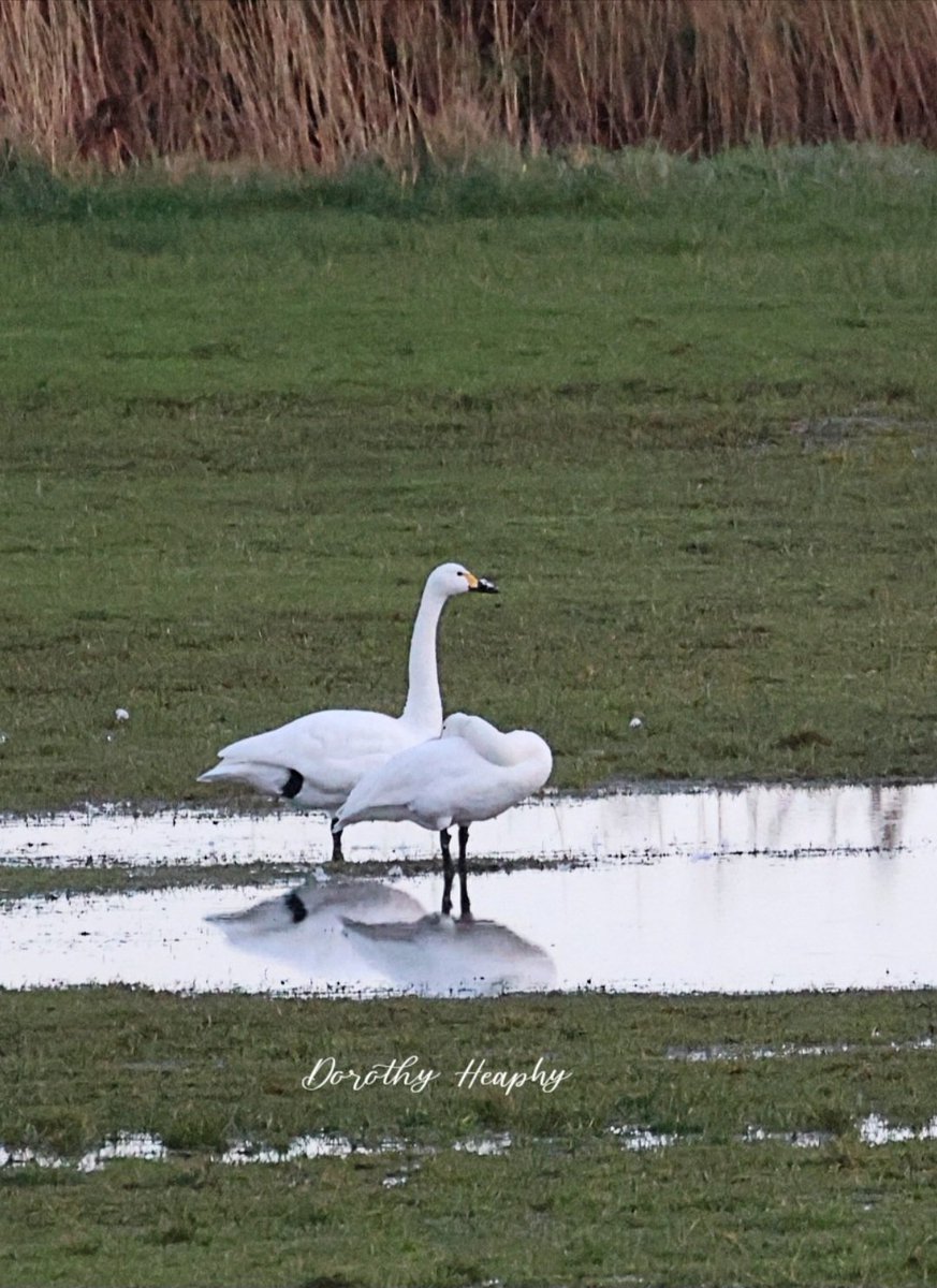 Bewick Swans at Wexford.