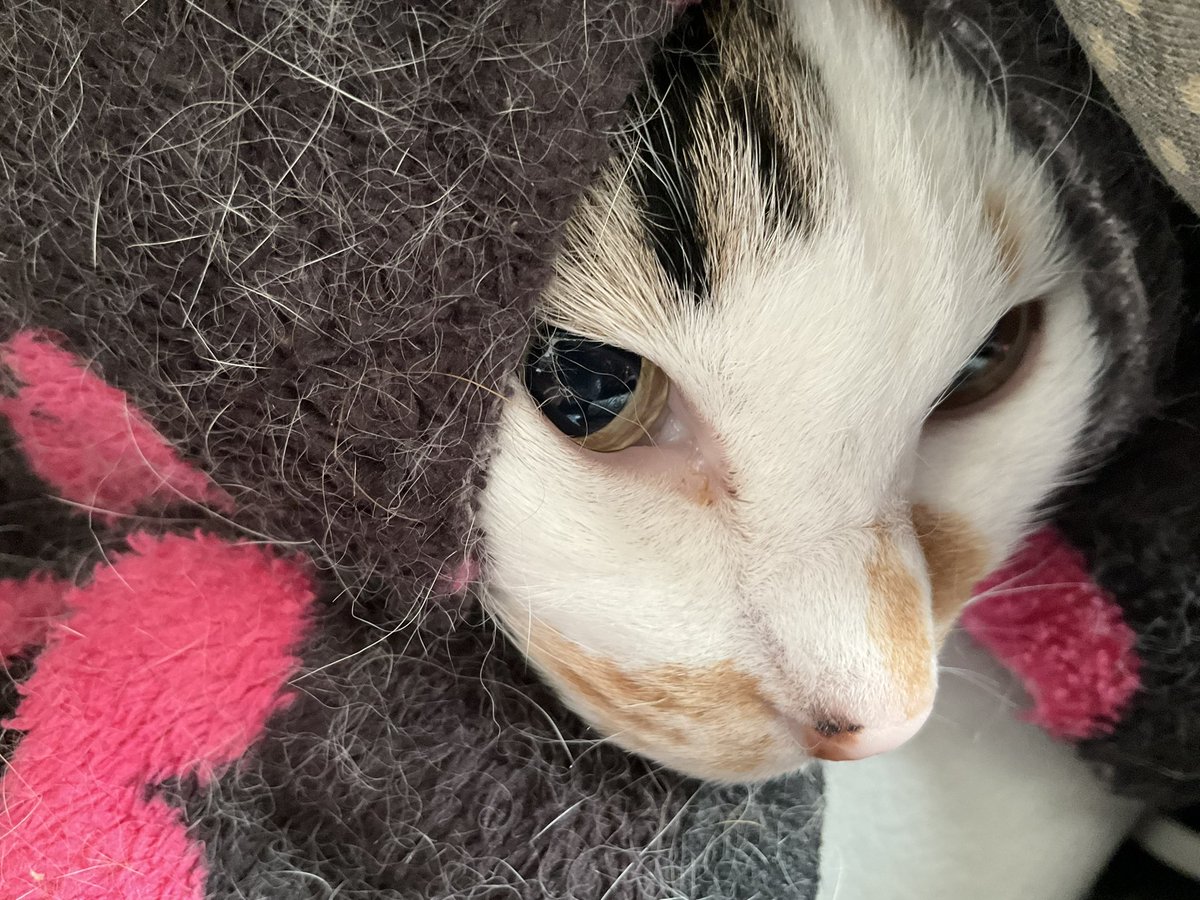 Post by うぐ🍙 on X: 朝ねこ