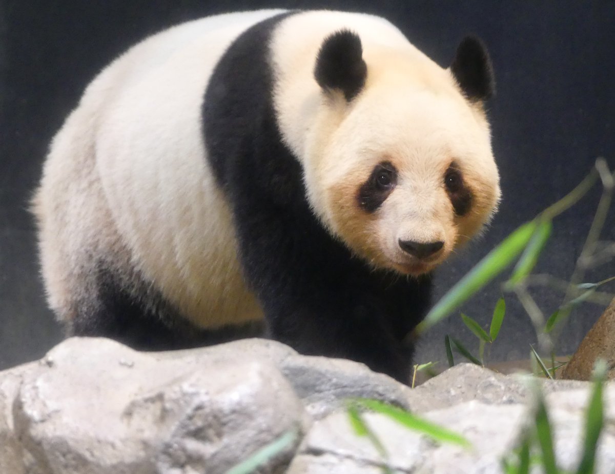 おはようございます。
上野動物園の開園をお知らせします。

#シャオシャオ
#レイレイ
#上野動物園