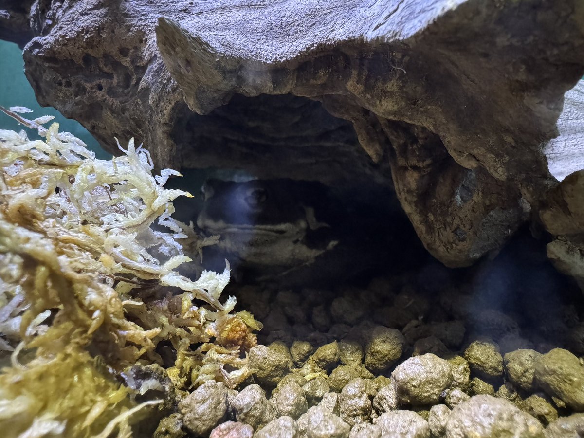 AngryBudget's tweet image. 動物園にお住まいの方々