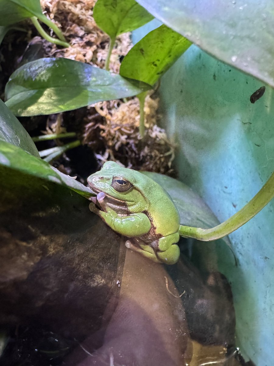 AngryBudget's tweet image. 動物園にお住まいの方々