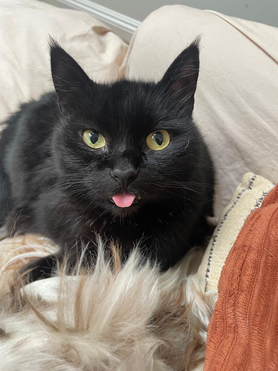 Darian Vorlick tweet media