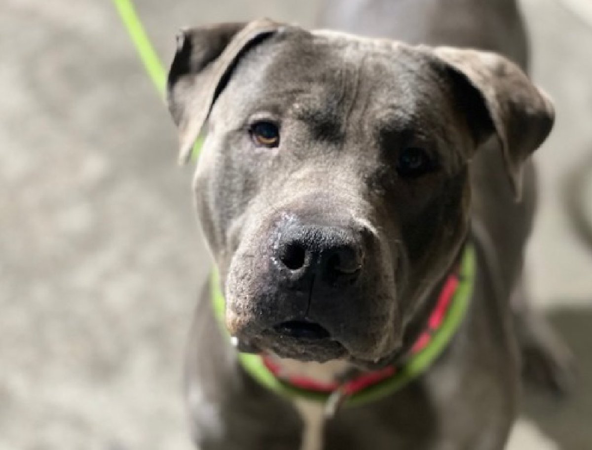 notthesameone2's tweet image. 🐾3-y/o Cosmo came in a stray end of Dec &amp;amp; won best possible behavior yet here he is now on the kill list. Still super social, waggy, treat &amp;amp; toy-motivated, snuggly &amp;amp; healthy. ACC says he is too excited &amp;amp; biting his kennel lock. He still have not received a new photo shoot but he…
