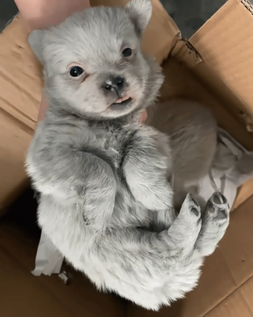 새로운 개죽이 등장