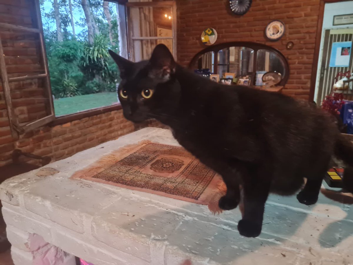 Todo Dia Gatinhos 🐾 tweet media